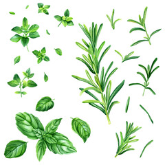 Thyme, basil and rosemary herb set. Botanical watercolor illustration isolated on white background