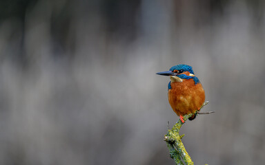 Kingfisher in early morning light