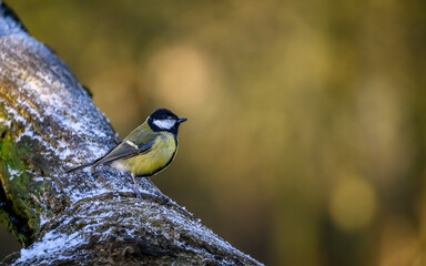 Blue tit