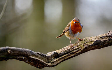 Robin on a winter's morning
