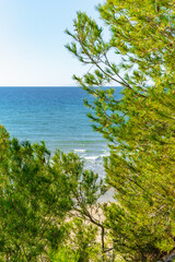 Look at beautiful seascape for pines trees
