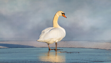 Swan standing on ice winter pond with misty fog. Wildlife animal portrait