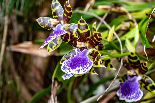 Tropical Purple Flower With Pattern in Hawaii