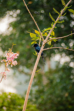 A perfectly clear photo of a bronzed drongo perched on a branch in a colorful morning foraging for prey is a species of bird mostly found in the Indian region.