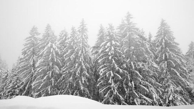 Schnee faellt auf eine Reihe Fichten am Waldrand