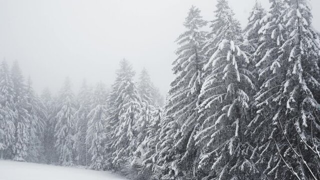 Waldrand im Nebel bei Schnee