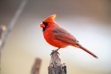 A male Northern Cardinal (Cardinalis cardinalis) perching on a tree with light background.