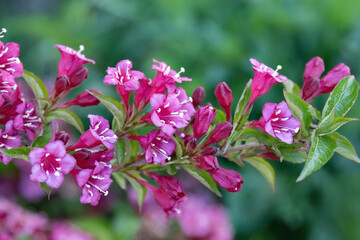 Weigela florida Bunge pink flower in the garden design macro shot.