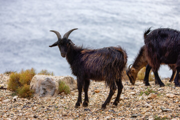 Herd of Sheep on the green grass by the Sea Coast. Sardinia, Italy. Cloudy Sky