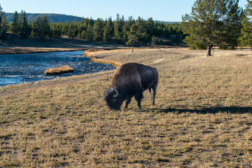 Buffalo Grazing in Yellowstone