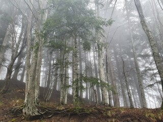 Foreste casentinesi con la nebbia