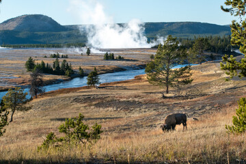 Yellowstone Buffalo in fall Wide Shot