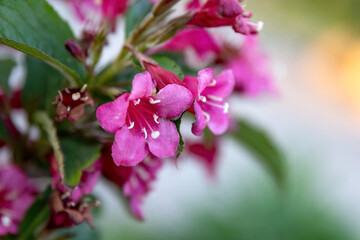 Weigela florida Bunge pink flower in the garden design macro shot.