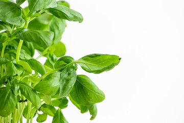 fresh basil isolated on white background
