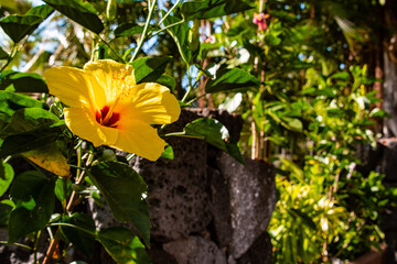 Yellow Kona Hibiscus Flower in Hawaii