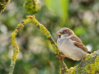 Haussperling, Passer domesticus