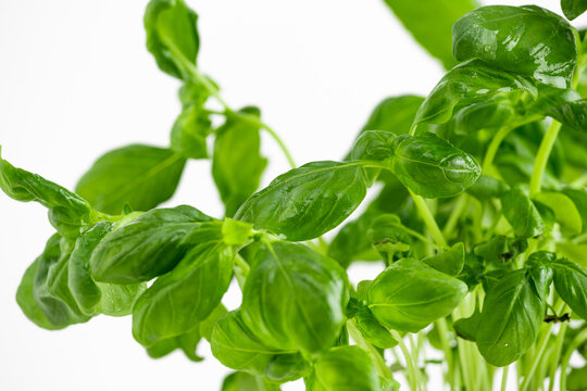 basil leaves and basil