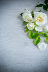 beautiful white summer roses, on a wooden table
