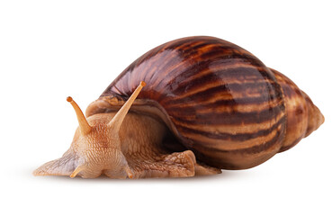 African snail Achatina