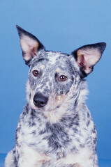 Australian Cattle Dog face tilted in front of solid blue backdrop