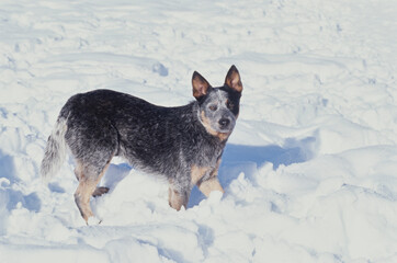 Australian Cattle Dog standing in snow covered yard outside in winter
