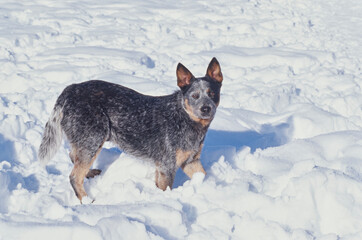Australian Cattle Dog standing in winter snow