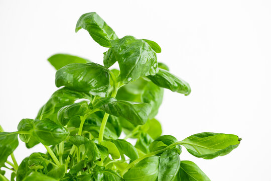 basil isolated on white