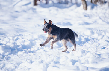 Australian Cattle Dog running through snow on cold winter day