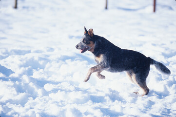 Australian Cattle Dog leaping outside through snow on cold winter day