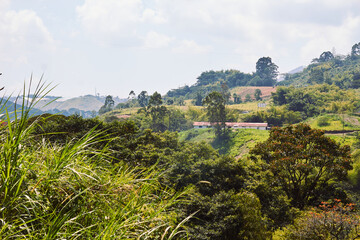 Obraz premium Farm in the Colombian coffee region, surrounded by beautiful forest areas planted with native trees of the region