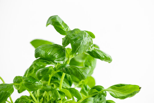 basil leaves