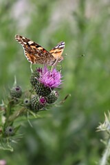 butterfly on flower