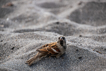 Sparrow Resting in Sand on Beach in Hawaii