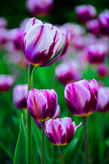 purple tulips in the garden