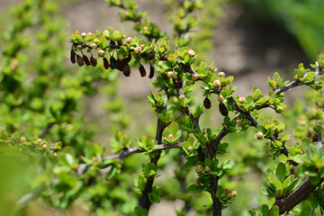 Juicy green leaves on the bush