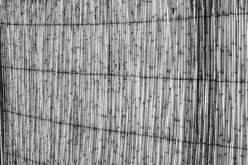 Reed wall in the last rays of the setting sun.  Monochrome