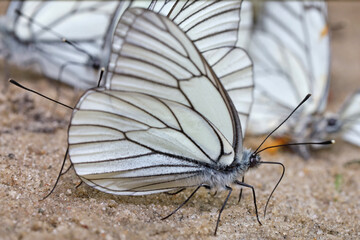 White butterflies with black veins (Aporia crataegi), drink water on wet sand. 