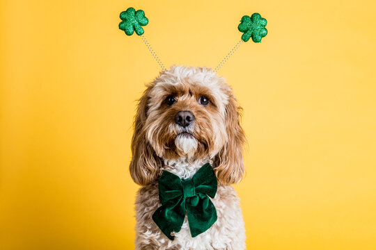 St Patrick's Day Dog