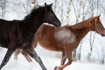 black beautiful colt 6 month old running speedly with mom at snowy field. close up. cloudy winter day