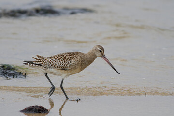 Sandpiper looking for food