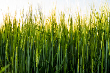 Green barley field in a sunny day. Green field meadow with growing young barley sprouts against blue sky.