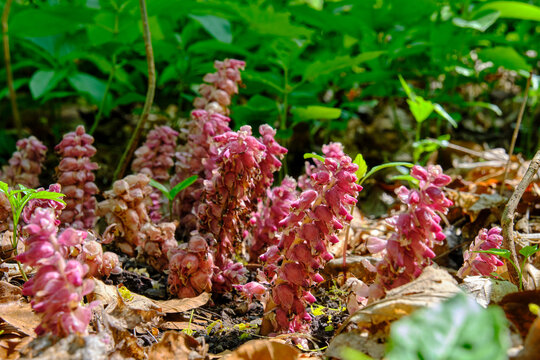 Fichtenspargel, Monotropa hypopitys