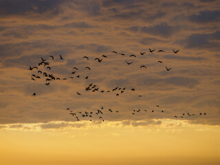 Flock of birds flying against storm clouds