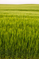 Barley growing in agricultural field in spring. Unripe cereals.