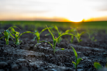Rows of young corn sprouts growing in a soil on agricultural field.