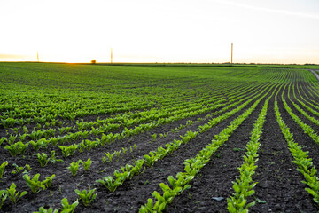 Beet root sprouts seedling on the agricultural field. Agriculture, healthy eating, organic food, growing, cornfield, corn field.