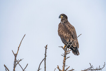 Immature bald eagle sits in treetop 