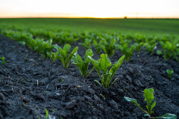 Young beet root sprouts growing in a fertile soil. Beetroot seedling on the agricultural field with blue sky. Agriculture, healthy eating, organic food, growing, cornfield.