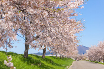 Naklejka premium 桜と青空