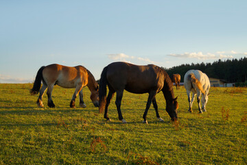 Fototapeta na wymiar besutiful horses grazing and basking in the evening sun on the lush green meadow in the Bavarian countryside, Bavaria, Germany